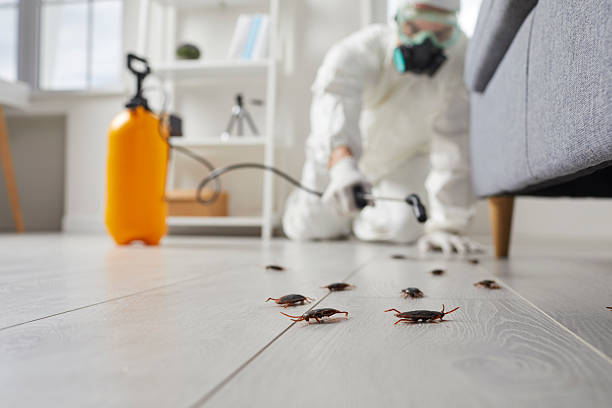 Trusted Rodent Control service in Larch Way, WA - Nex Pest Control